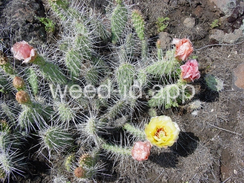 pricklypear, plains
